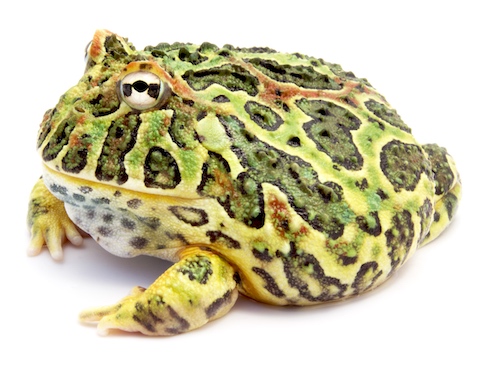 Ornate Horned Frog For Sale, Ornate Horned Frog For Sale Cheap, Ornate Horned Frog For Sale Near Me, Ornate Horned Frog For Sale Europe, Ornate Horned Frog For Sale Uk, Ornate Horned Frog For Sale Usa, Ornate Horned Frog For Sale Canada, Baby Ornate Horned Frog For Sale